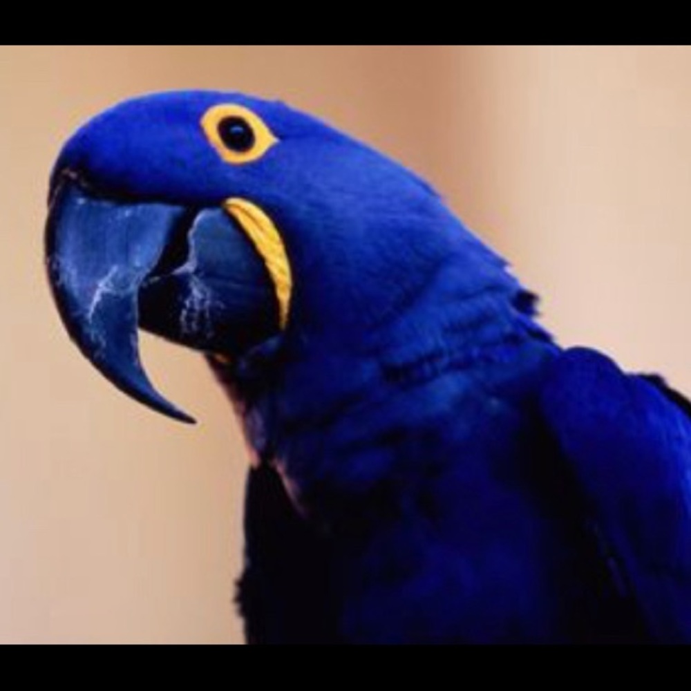 Meet your Posher, Tinto